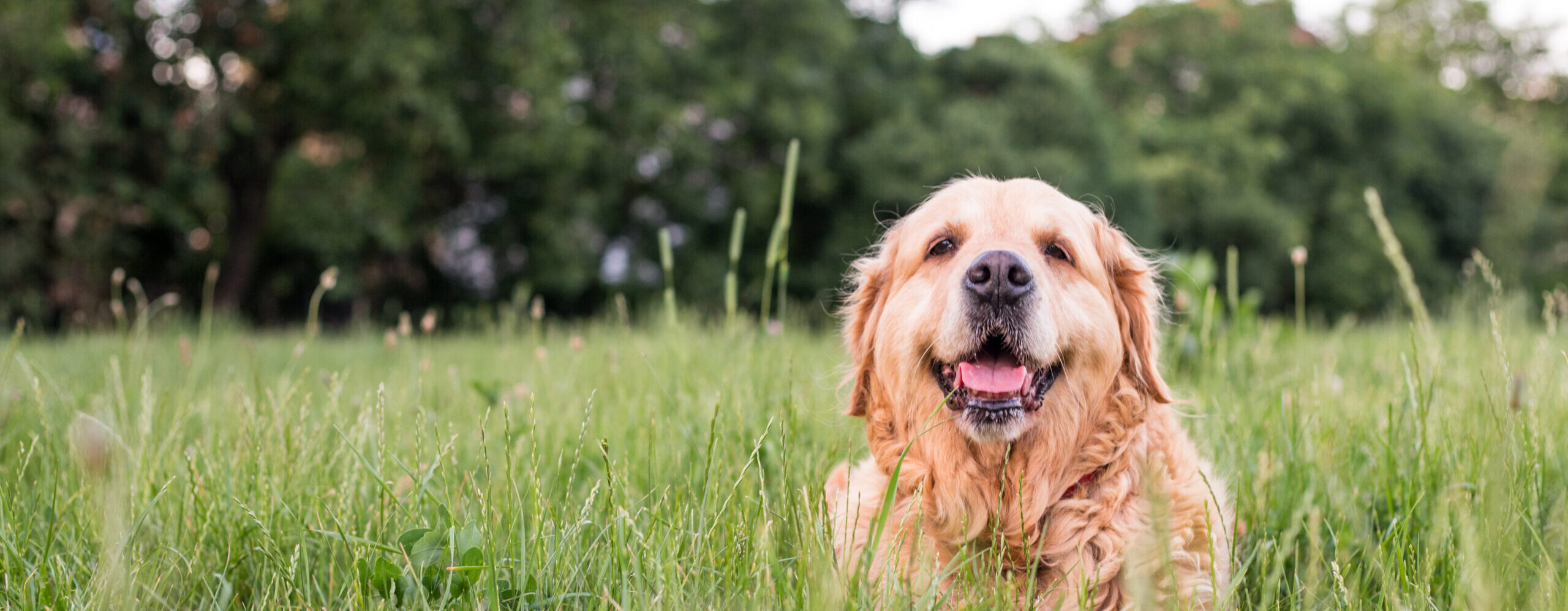 senior golden retriever dog smiling in a field