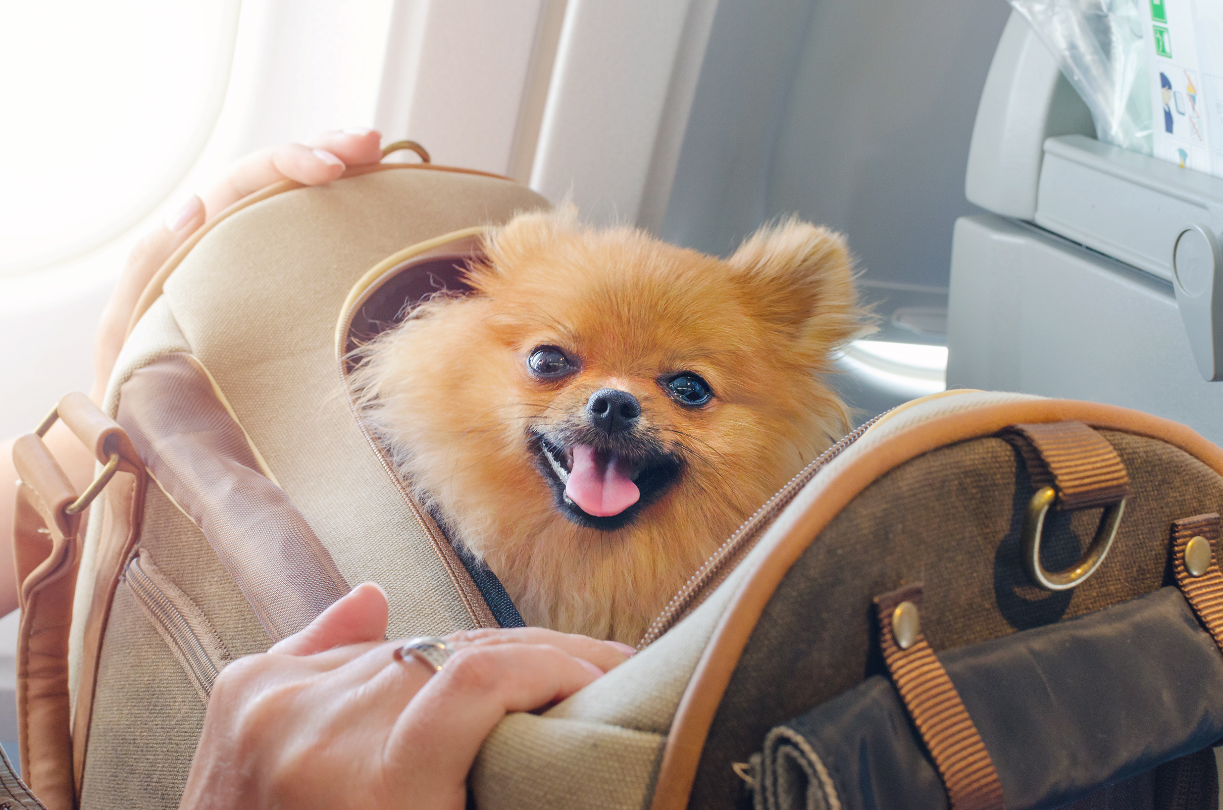 small dog pomaranian spitz in a travel bag on board of plane
