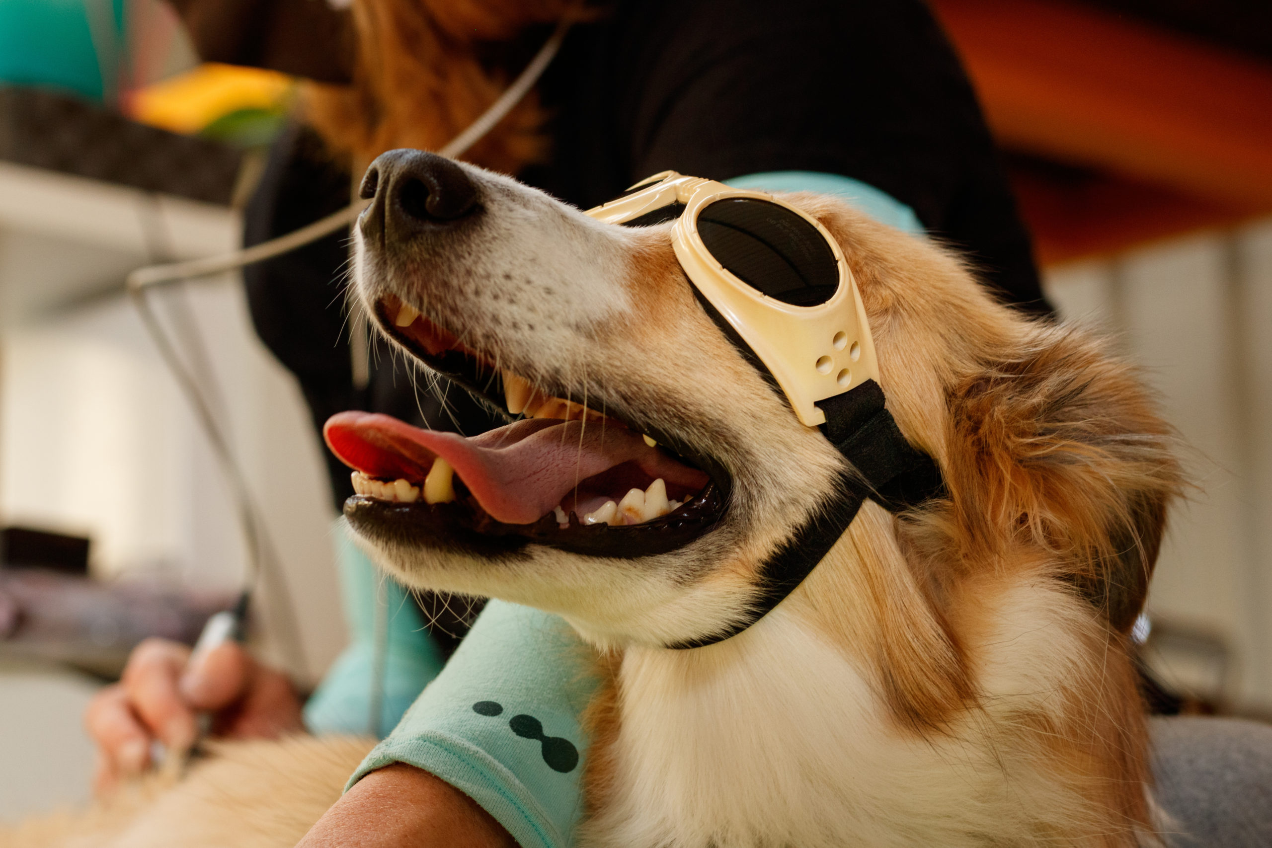 golden retriever wearing goggles for eye protection