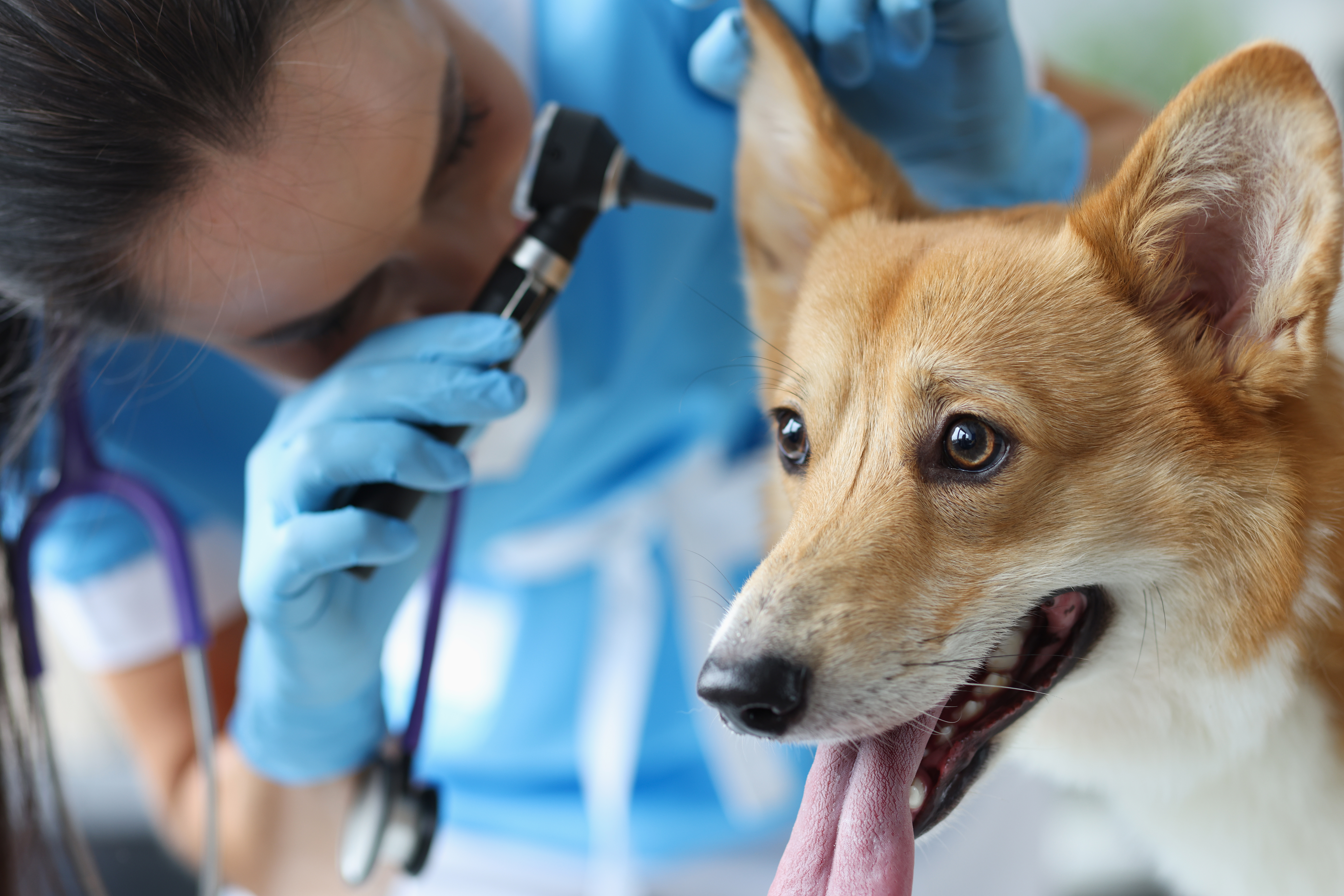 Veterinarian examines dog auricle. Hearing test in dogs concept