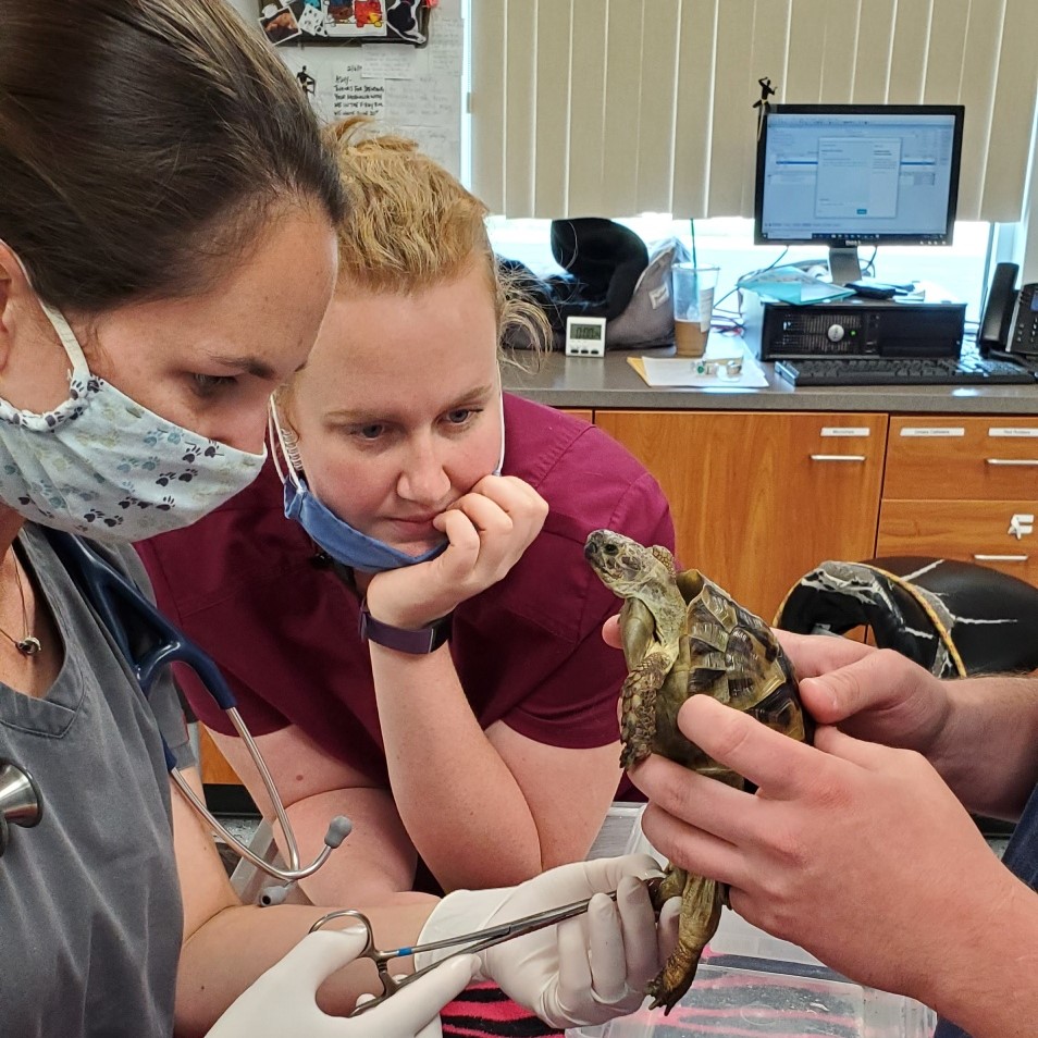 two veterinarians perform noninvasive surgery on a turtle in office