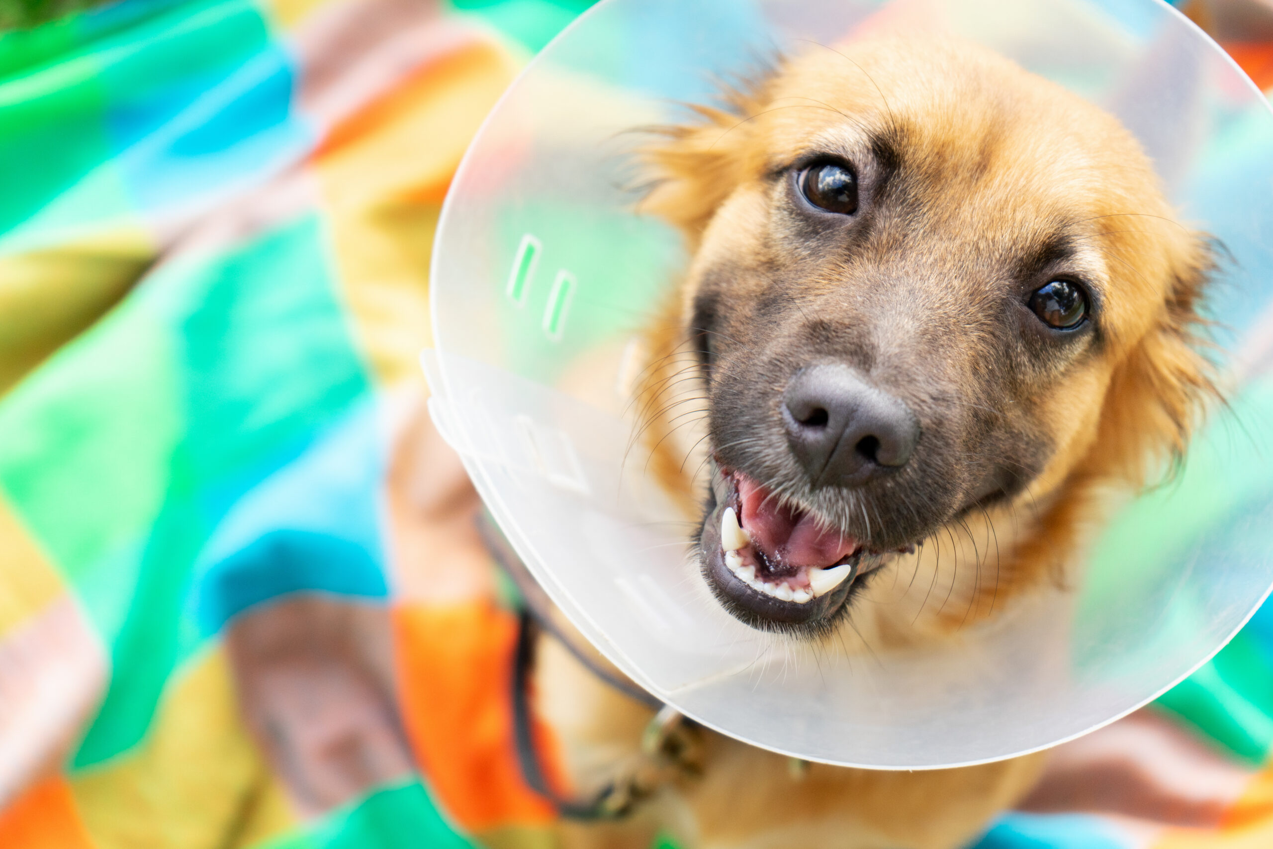 young dog with cone on neck smiling on a blanket